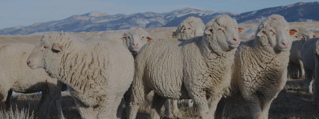 Merino_wool