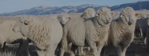 Merino_wool